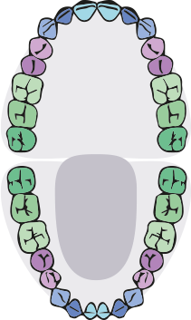 Studio dentistico Motosso e Angeloni - dentatura permanente